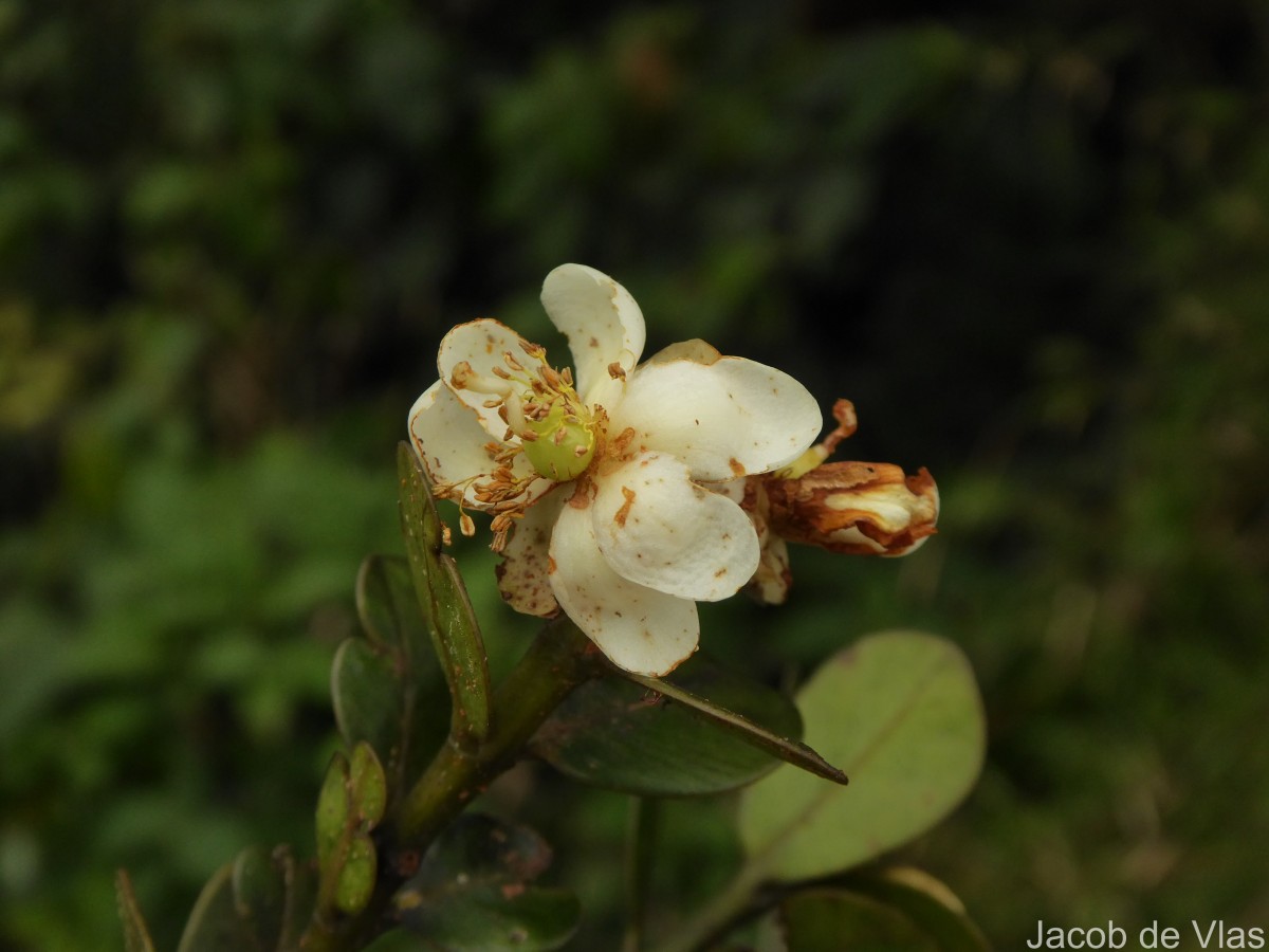 Calophyllum walkeri Wight